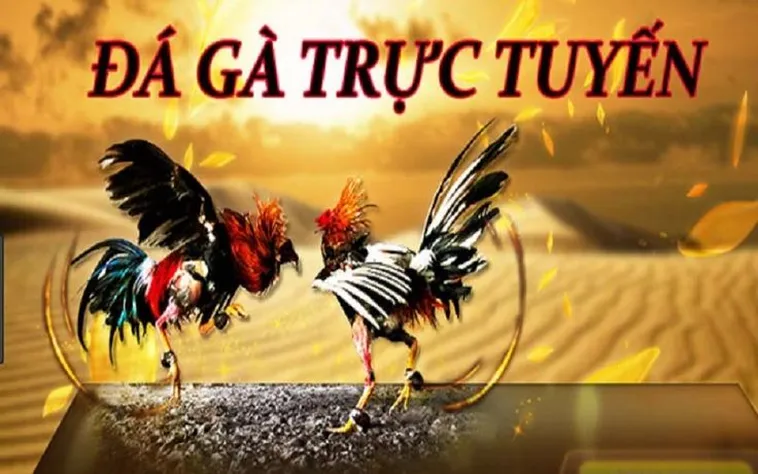 Khám Phá Đá Gà 77Bet: Trải Nghiệm Cá Cược Kịch Tính Hàng Đầu 1 Khám Phá Đá Gà 77Bet: Trải Nghiệm Cá Cược Kịch Tính Hàng Đầu